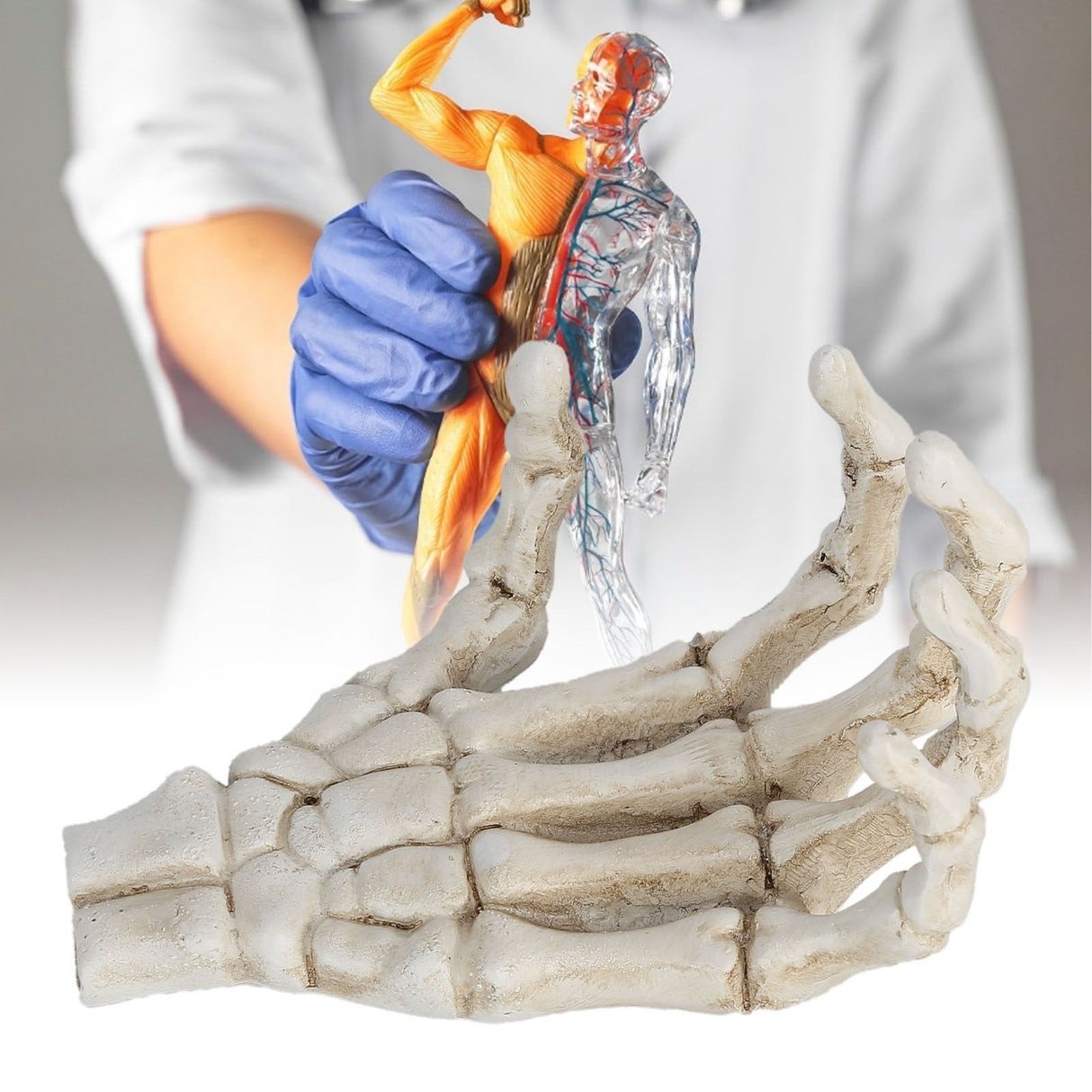 Halloween Skeleton Hands High Hardness Corrosion Resistance Light Weight Hand Bone Ornaments for Teaching Tool Bracket