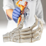 Halloween Skeleton Hands High Hardness Corrosion Resistance Light Weight Hand Bone Ornaments for Teaching Tool Bracket - Extra Image