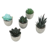 5pcs Artificial Succulent Plants Potted Assorted Mini Decorative Faux Succulent Potted Fake Plants Succulents in Paper Pulp Pot