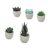 5pcs Artificial Succulent Plants Potted Assorted Mini Decorative Faux Succulent Potted Fake Plants Succulents in Paper Pulp Pot - Extra Image