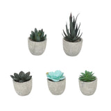 5pcs Artificial Succulent Plants Potted Assorted Mini Decorative Faux Succulent Potted Fake Plants Succulents in Paper Pulp Pot - Extra Image