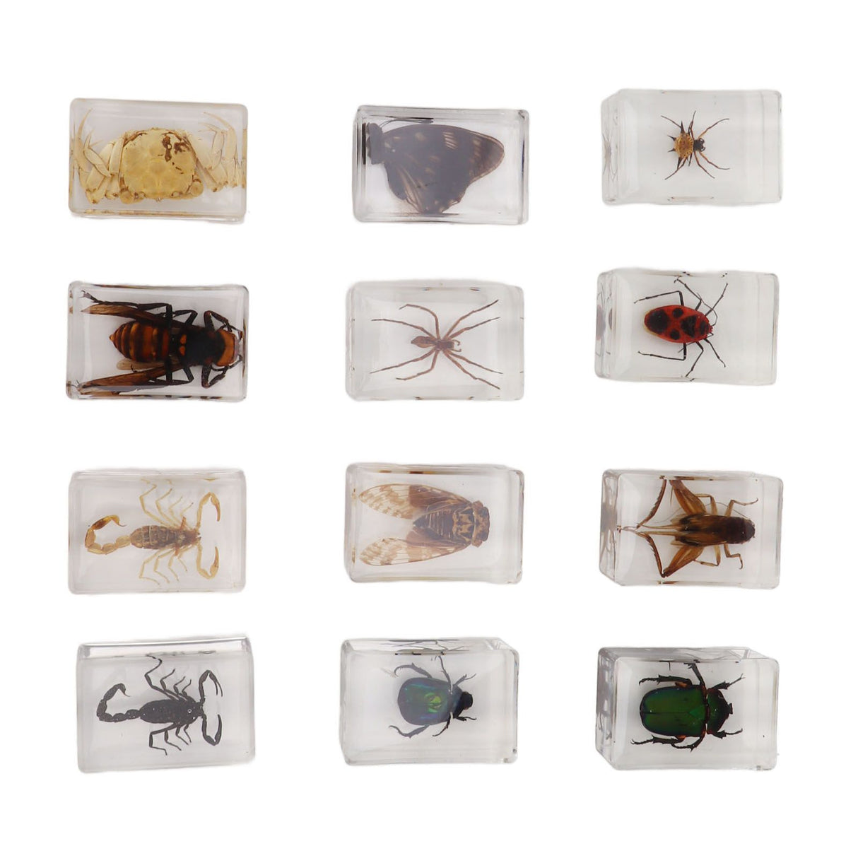 12 Pcs Real Bug Specimens Transparent Resin Science Education Classroom Bug Specimen Sample Tabletop Ornament