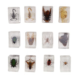 12 Pcs Real Bug Specimens Transparent Resin Science Education Classroom Bug Specimen Sample Tabletop Ornament - Side View