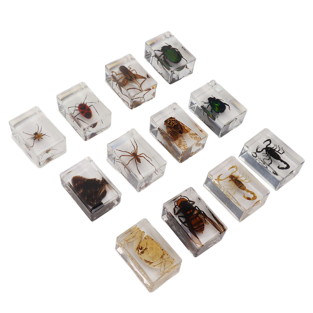 12 Pcs Real Bug Specimens Transparent Resin Science Education Classroom Bug Specimen Sample Tabletop Ornament