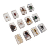 12 Pcs Real Bug Specimens Transparent Resin Science Education Classroom Bug Specimen Sample Tabletop Ornament