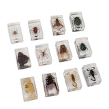 12 Pcs Real Bug Specimens Transparent Resin Science Education Classroom Bug Specimen Sample Tabletop Ornament