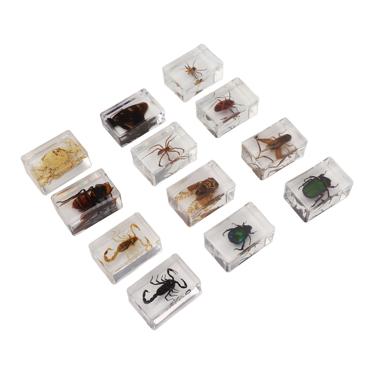 12 Pcs Real Bug Specimens Transparent Resin Science Education Classroom Bug Specimen Sample Tabletop Ornament