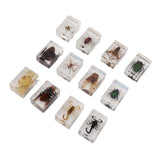 12 Pcs Real Bug Specimens Transparent Resin Science Education Classroom Bug Specimen Sample Tabletop Ornament