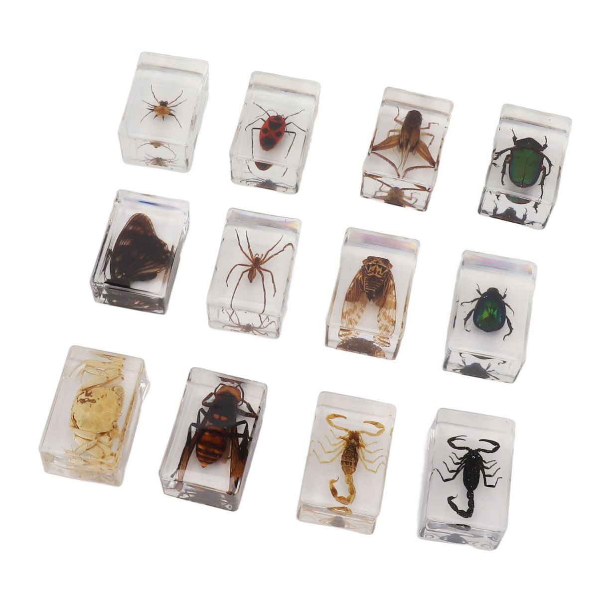 12 Pcs Real Bug Specimens Transparent Resin Science Education Classroom Bug Specimen Sample Tabletop Ornament