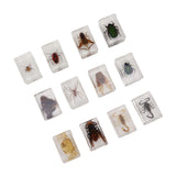 12 Pcs Real Bug Specimens Transparent Resin Science Education Classroom Bug Specimen Sample Tabletop Ornament