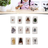 12 Pcs Real Bug Specimens Transparent Resin Science Education Classroom Bug Specimen Sample Tabletop Ornament - Extra Image
