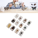 12 Pcs Real Bug Specimens Transparent Resin Science Education Classroom Bug Specimen Sample Tabletop Ornament - Extra Image
