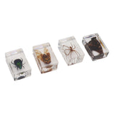 12 Pcs Real Bug Specimens Transparent Resin Science Education Classroom Bug Specimen Sample Tabletop Ornament - Extra Image