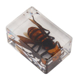 12 Pcs Real Bug Specimens Transparent Resin Science Education Classroom Bug Specimen Sample Tabletop Ornament - Extra Image