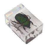 12 Pcs Real Bug Specimens Transparent Resin Science Education Classroom Bug Specimen Sample Tabletop Ornament - Extra Image