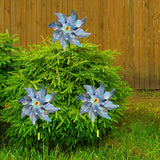 8Pcs Bird Repeller Pinwheel Reflective Garden Plant Flower Bird Repellent Windmill Garden Decoration