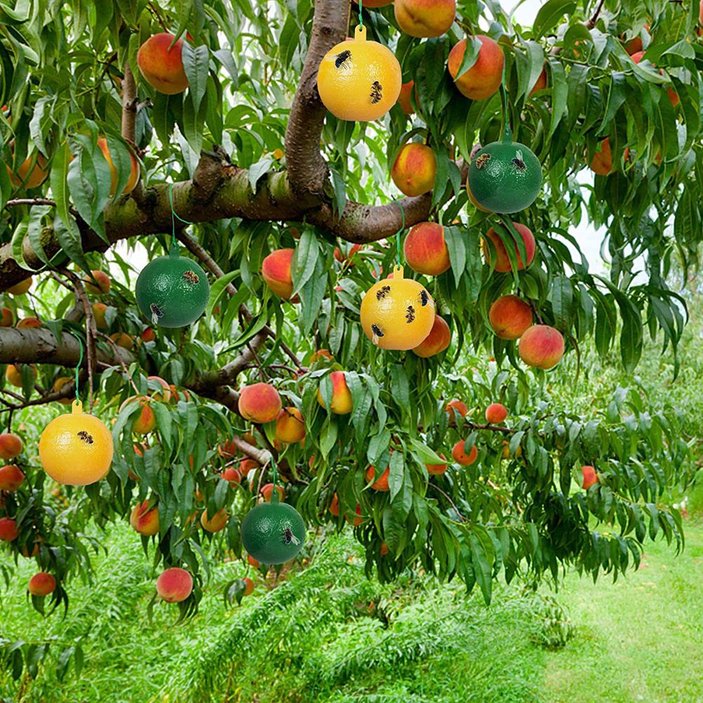 10Pcs Fruit Fly Trap with Sticky Gnat Killer Fruit Fly Traps Effective Fly Catcher Insect Trap for Indoor Outdoor Kitchen