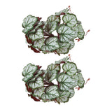 2PCS Artificial Water Plant Simulation Vine Lifelike Plastic Leaves Decoration with Suction Cup for Fish TankHeuchera Leaves - Low Angle