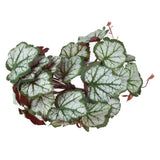 2PCS Artificial Water Plant Simulation Vine Lifelike Plastic Leaves Decoration with Suction Cup for Fish TankHeuchera Leaves