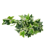 Artificial Reptile Plants Lifelike Plastic Plant Hanging Leaves Decoration with Suction Cup for Reptiles Terrarium Fish TankStar Leaf Vine