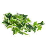 Artificial Reptile Plants Lifelike Plastic Plant Hanging Leaves Decoration with Suction Cup for Reptiles Terrarium Fish TankStar Leaf Vine - Close-Up Angle