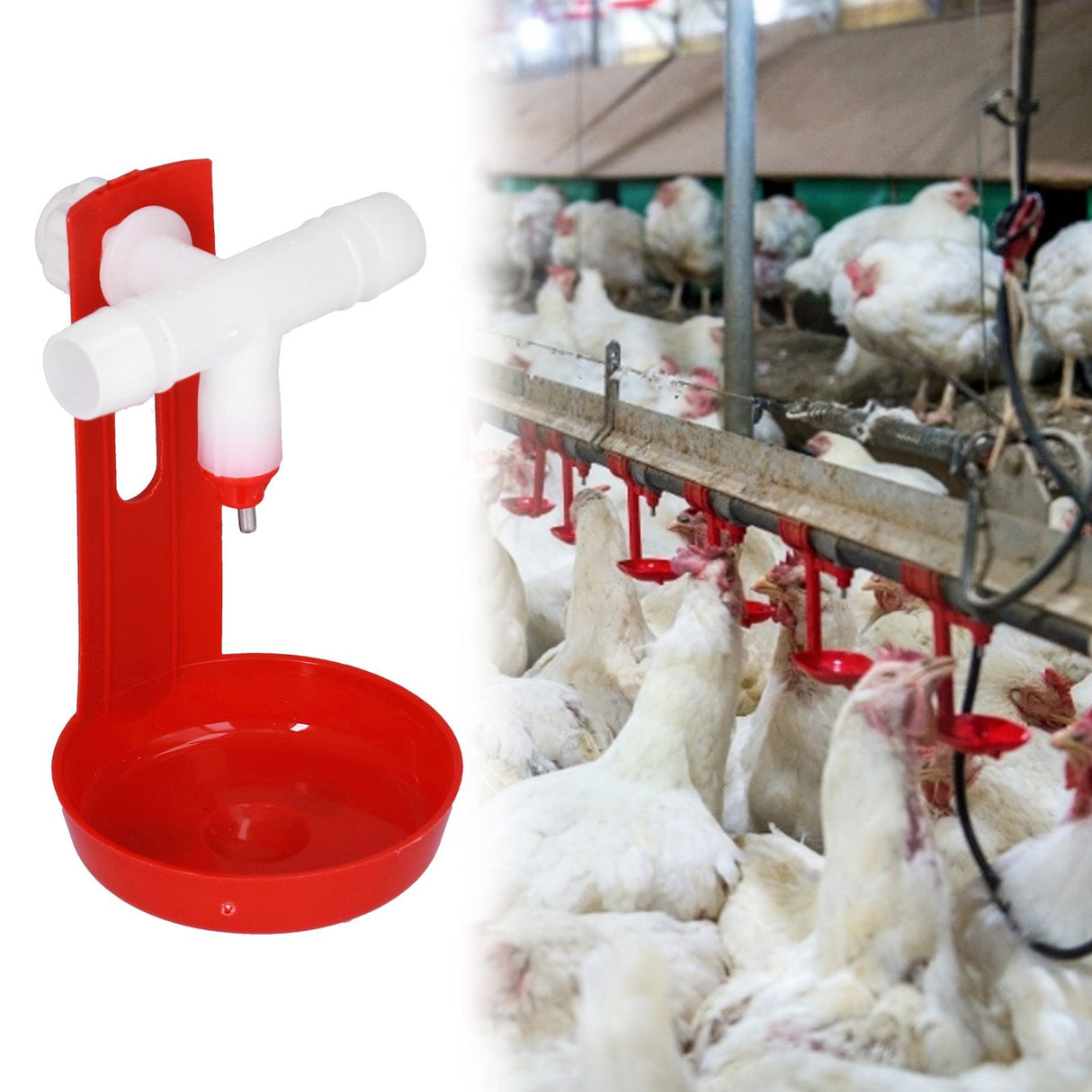 10 Set Chicken Drinking Cup Automatic Poultry Drinking Waterer Drinker with White Tee Fitting Durable for Chicken