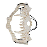 Skull Mask Latex Tiger Tooth Type Durable Waterproof Adjustable Scary Mask for Party Festival Theater