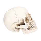 Animal Skull Model Skull Decoration Ornament Resin Craftwork Halloween Props for Home Party Decor