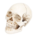 Animal Skull Model Skull Decoration Ornament Resin Craftwork Halloween Props for Home Party Decor - Top-Down View