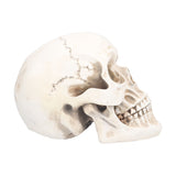 Animal Skull Model Skull Decoration Ornament Resin Craftwork Halloween Props for Home Party Decor