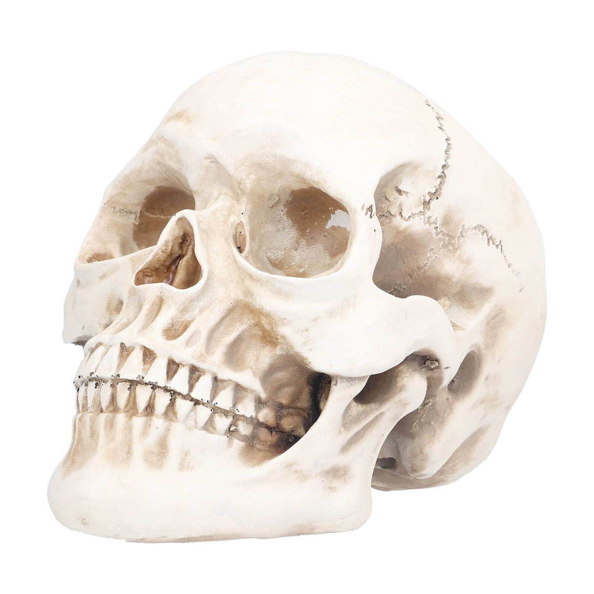 Animal Skull Model Skull Decoration Ornament Resin Craftwork Halloween Props for Home Party Decor