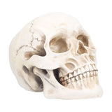 Animal Skull Model Skull Decoration Ornament Resin Craftwork Halloween Props for Home Party Decor