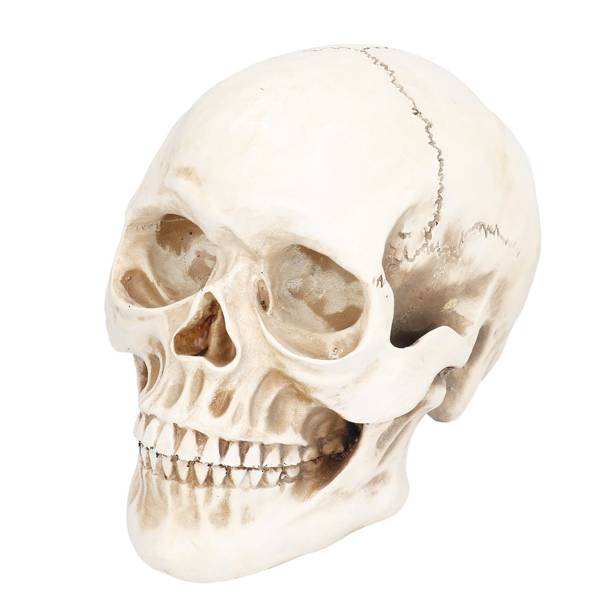Animal Skull Model Skull Decoration Ornament Resin Craftwork Halloween Props for Home Party Decor