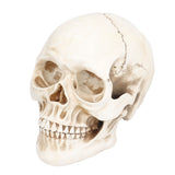 Animal Skull Model Skull Decoration Ornament Resin Craftwork Halloween Props for Home Party Decor