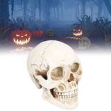 Animal Skull Model Skull Decoration Ornament Resin Craftwork Halloween Props for Home Party Decor