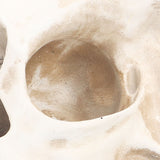 Animal Skull Model Skull Decoration Ornament Resin Craftwork Halloween Props for Home Party Decor