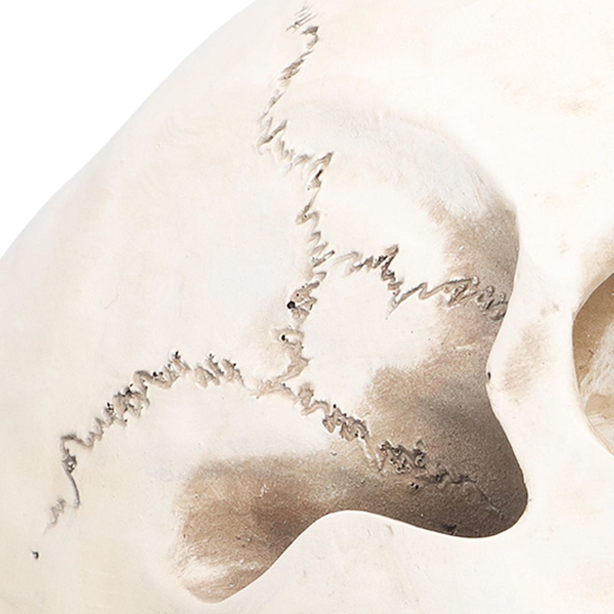 Animal Skull Model Skull Decoration Ornament Resin Craftwork Halloween Props for Home Party Decor