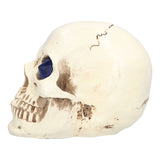 Skull Ornaments Vivid Lightweight Easily Clean Add Horror Ambience Halloween Props for Party Haunted House Decoration - Side View