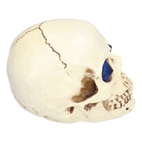 Skull Ornaments Vivid Lightweight Easily Clean Add Horror Ambience Halloween Props for Party Haunted House Decoration - Top-Down View