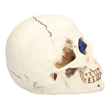 Skull Ornaments Vivid Lightweight Easily Clean Add Horror Ambience Halloween Props for Party Haunted House Decoration - Close-Up Angle