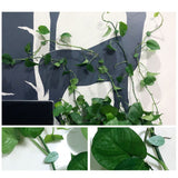 Pack of 50 Self Adhesive Plant Holders Plant Connector Clip Climbing Plants Fixing Wall Plant Clips for Supports Planting - Extra Image