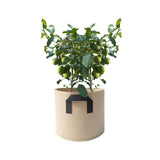 5pcs Planter Bag Breathable Reusable Thickened Plant Grow Pot With Dual Handles for Flowers Vegetables 10 Gallons