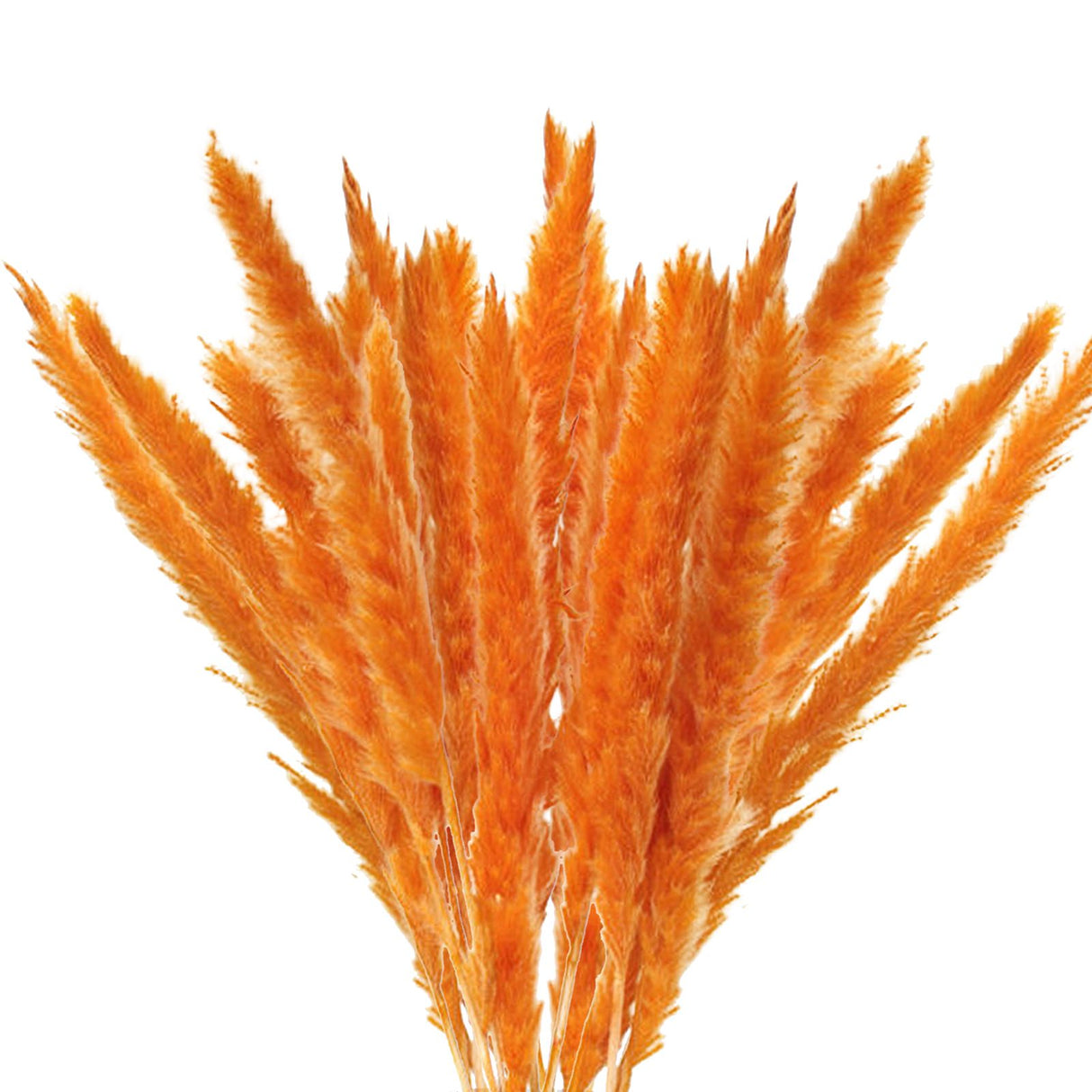 Dried Pampas Grass Natural Reed Dried Flowers Dried Pampas Grass Flowers Bouquet for Boho Home Decor