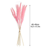 Dried Pampas Grass Natural Reed Dried Flowers Dried Pampas Grass Flowers Bouquet for Boho Home Decor
