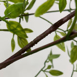 Artificial Green Plant Nandina Simulation Plant Branch Home Decoration