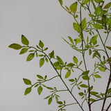 Artificial Green Plant Nandina Simulation Plant Branch Home Decoration
