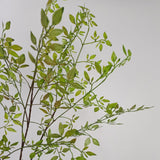 Artificial Green Plant Nandina Simulation Plant Branch Home Decoration - Rear View