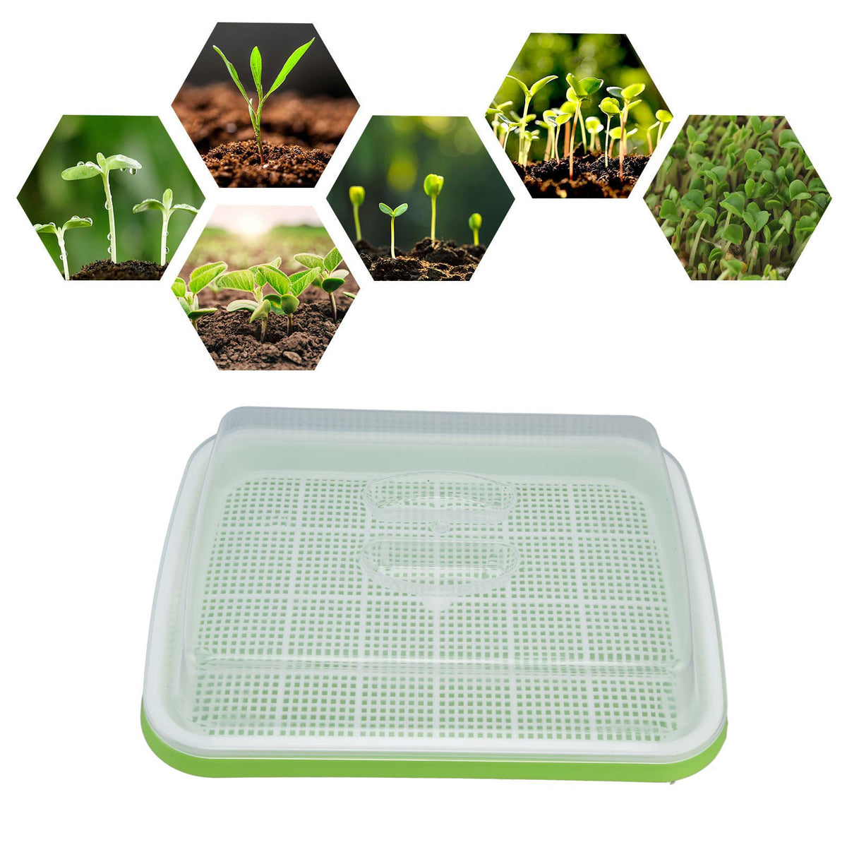 Sprouting Tray Transparent Lid Dense Small Holes Fine Workmanship Plastic Material Seed Sprouter