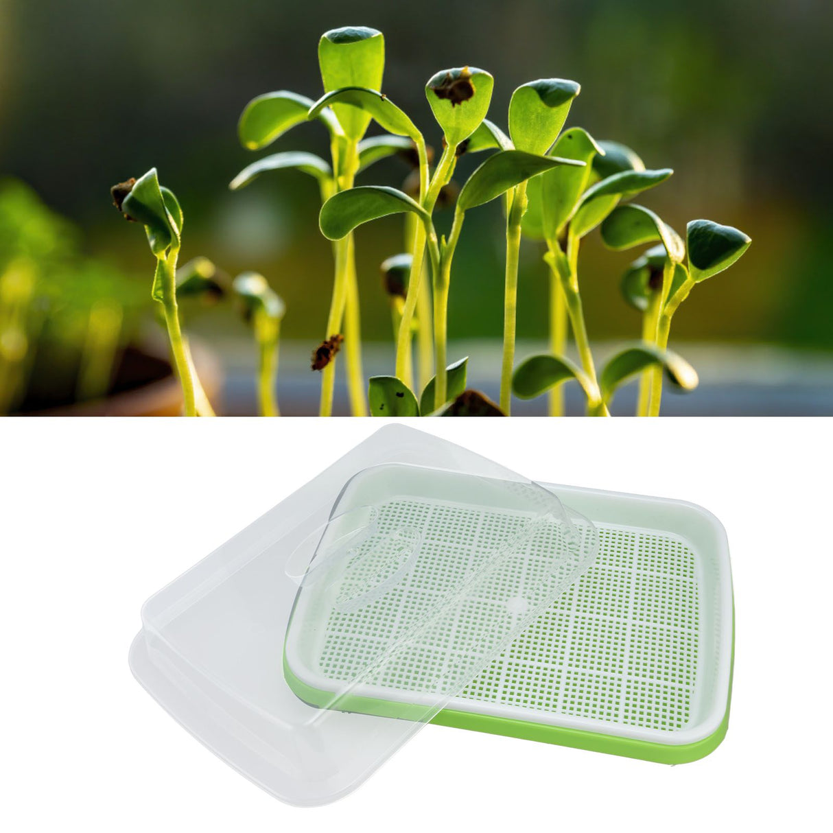 Sprouting Tray Transparent Lid Dense Small Holes Fine Workmanship Plastic Material Seed Sprouter