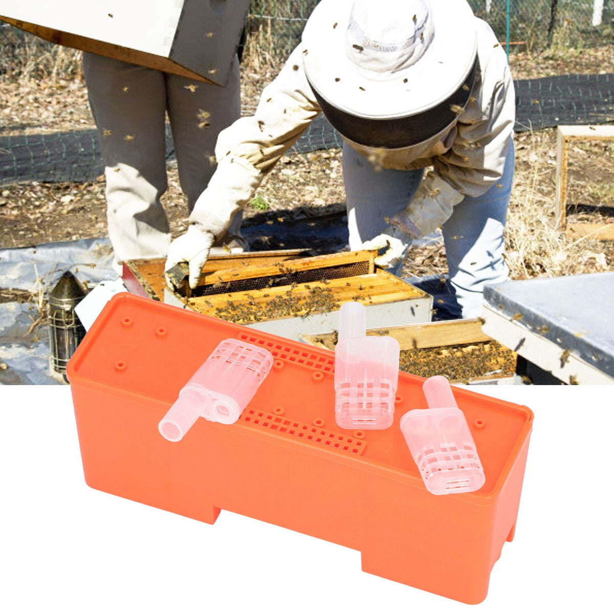 King Cage Transport Box with 20Pcs Queen Bee Rearing Cages Transparent King Cage Beekeeping Tools